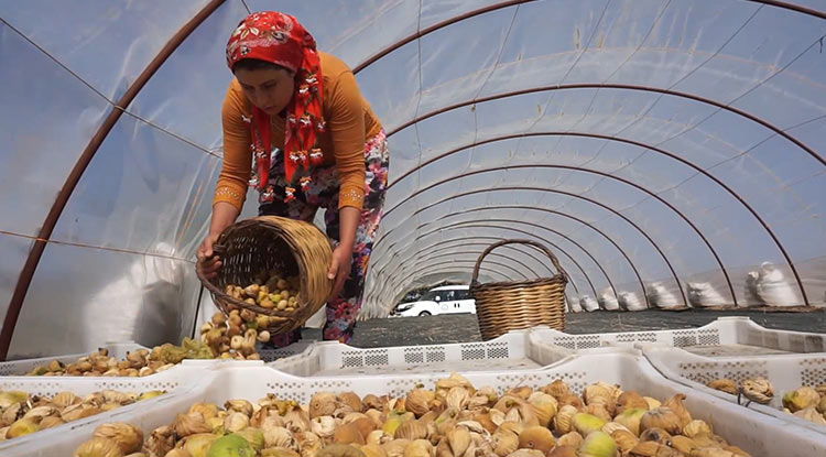 Incir Hasatında Işçi Maaşı 90 Bin T L Oldu