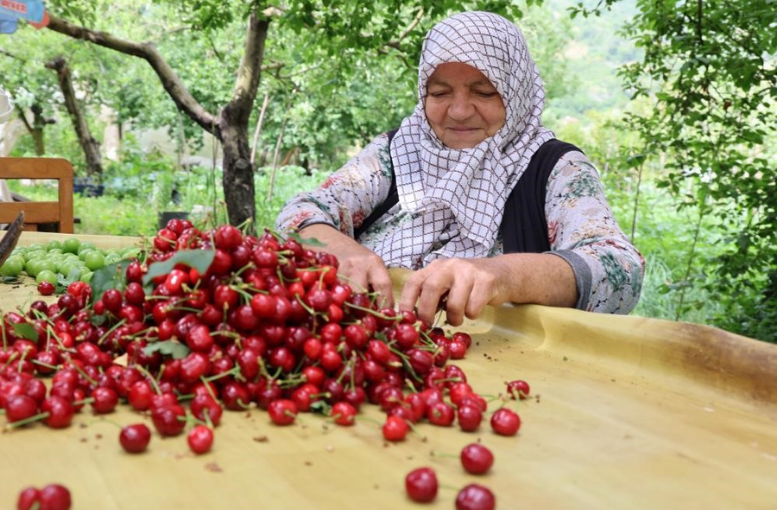 Kiraz Ihracatında Alarm 61 Bin Tonluk Kayıp (2)
