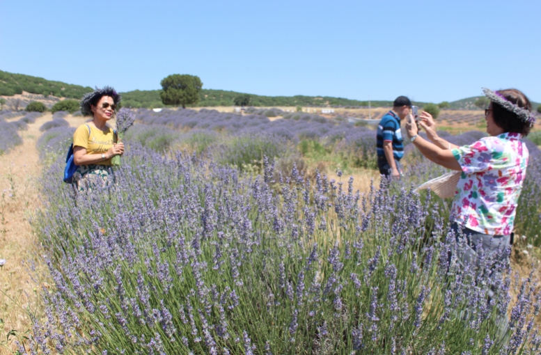 Lavanta Bahçeleri Turist Akınına Uğradı (2)