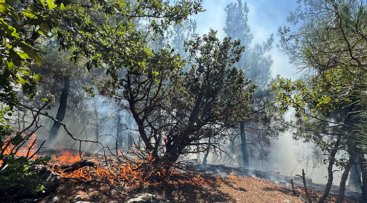 Adana’nın Feke Ilçesinde Orman Yangını Çıktı 1
