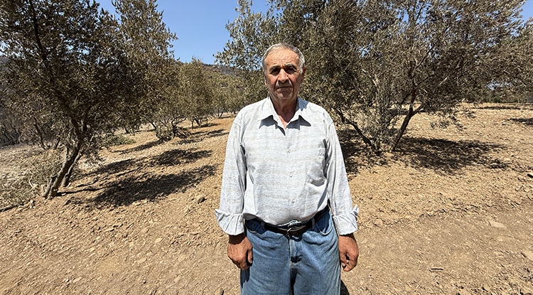 Çanakkale'deki Orman Yangını 150 Ağaç Bulunan Zeytinliği Teğet Geçti 1