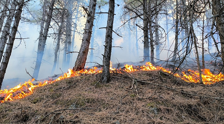 Denizli'de Çıkan Orman Yangınına Müdahale Sürüyor 3