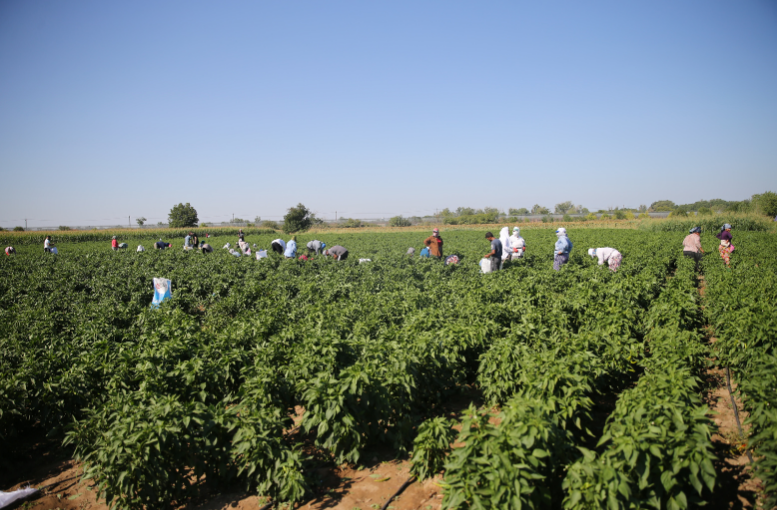 Edirne’nin Lezzet Bombası Tava Ciğeri (2)