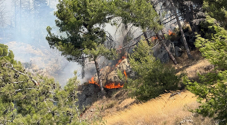 Hatay Antakya'da Orman Yangını Çıktı 2