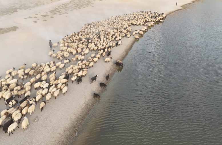 Küçükbaş Hayvanlar, Nemrut Dağı’nın Serin Sularında Ferahlıyor (1)