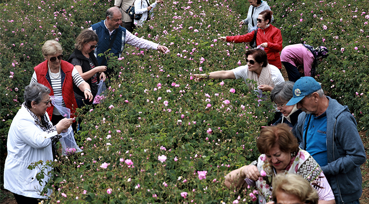 Müftüzade Gülcü İsmail Efendi’den Bugüne Gülün Serüveni 3
