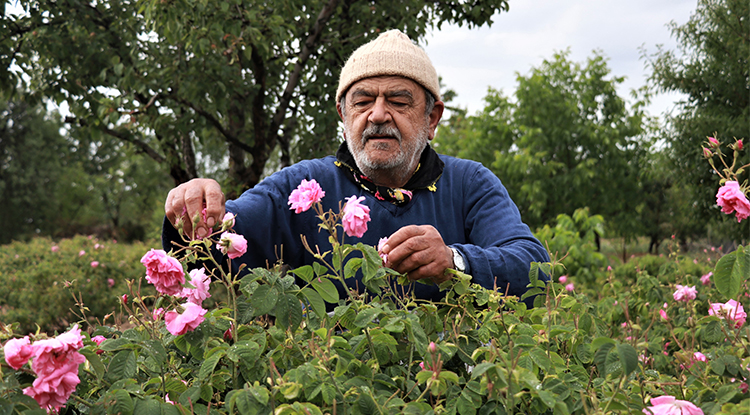 Müftüzade Gülcü İsmail Efendi’den Bugüne Gülün Serüveni 5