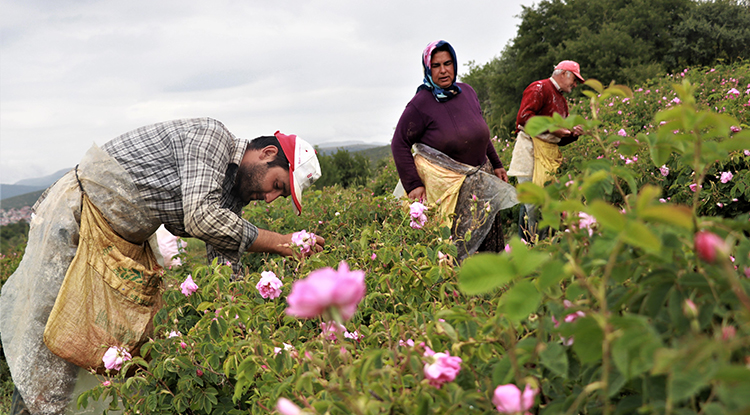Müftüzade Gülcü İsmail Efendi’den Bugüne Gülün Serüveni