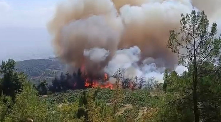 Bursa Orman Yangını 2