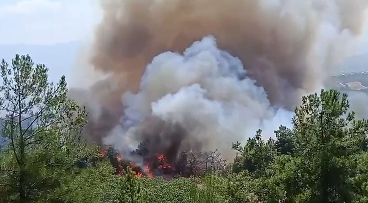 Bursa Orman Yangını