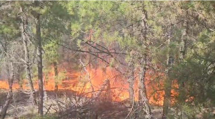 Denizli’nin Buldan Ilçesinde Ormanlık Alanda Yangın Çıktı