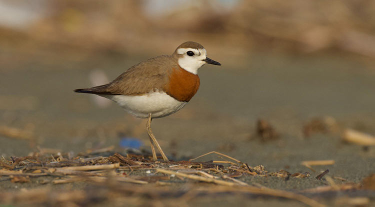 Milleyha Sit Alanı Ilan Edildi 3