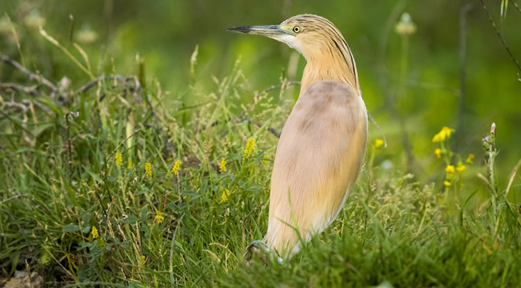 Milleyha Sit Alanı Ilan Edildi
