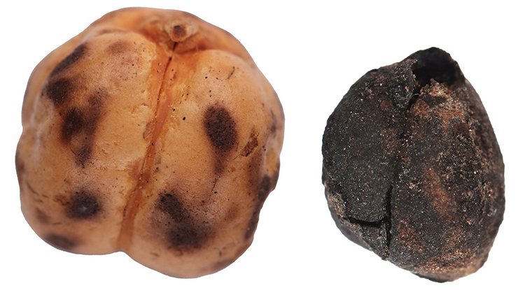 Anadolu’nun Sofra Kültürünü Belgeleyen Yeni Buluntular Ortaya Çıkarıldı