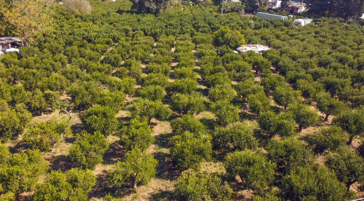 Bodrum Mandalinası2,