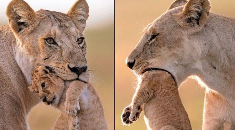 C O Ş K U Y A G Ö L G E D Ü Ş Ü R M E N İ N A D I 1