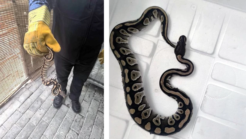 Konya’da Akılalmaz Anlar Cebinden Yavru Piton Yılanı Çıkardı1