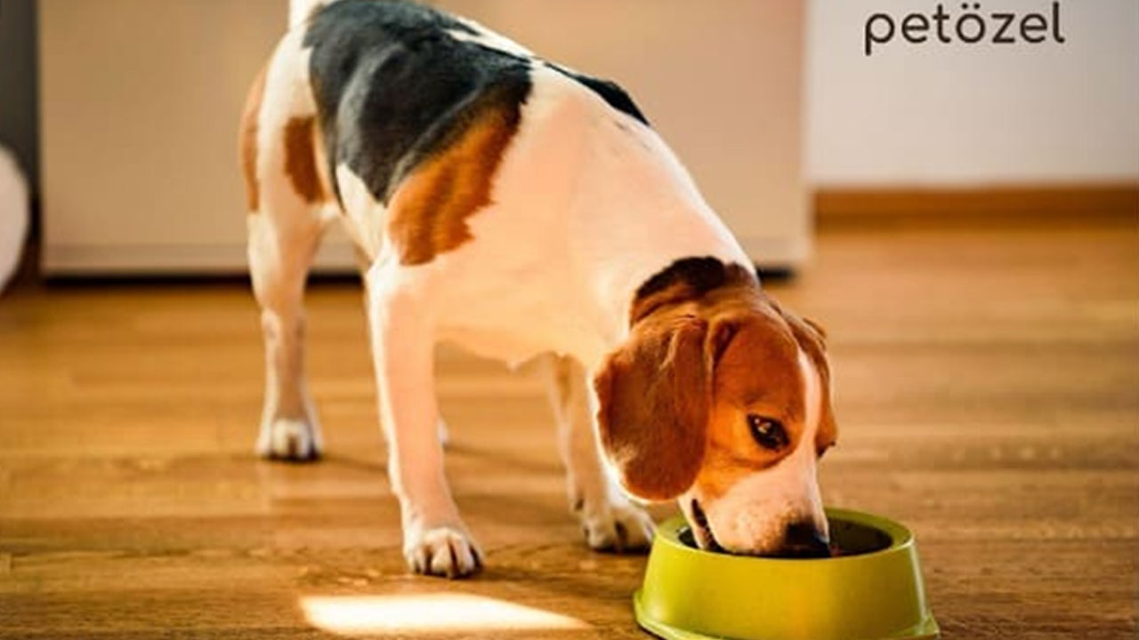Petözel Ile Evcil Dostlarınızın Sağlığı Ve Mutluluğu Artıyo 2 R