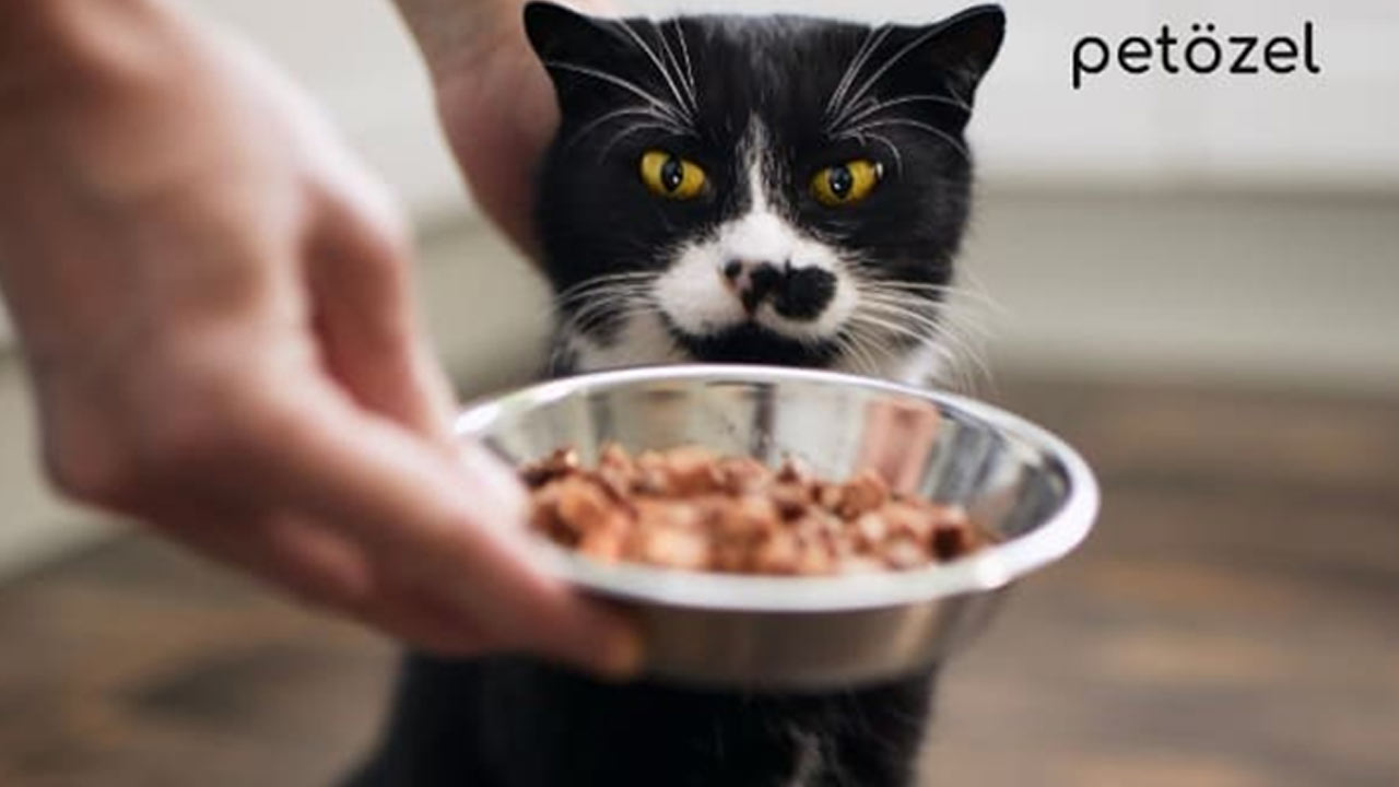 Petözel Ile Evcil Dostlarınızın Sağlığı Ve Mutluluğu Artıyor 3