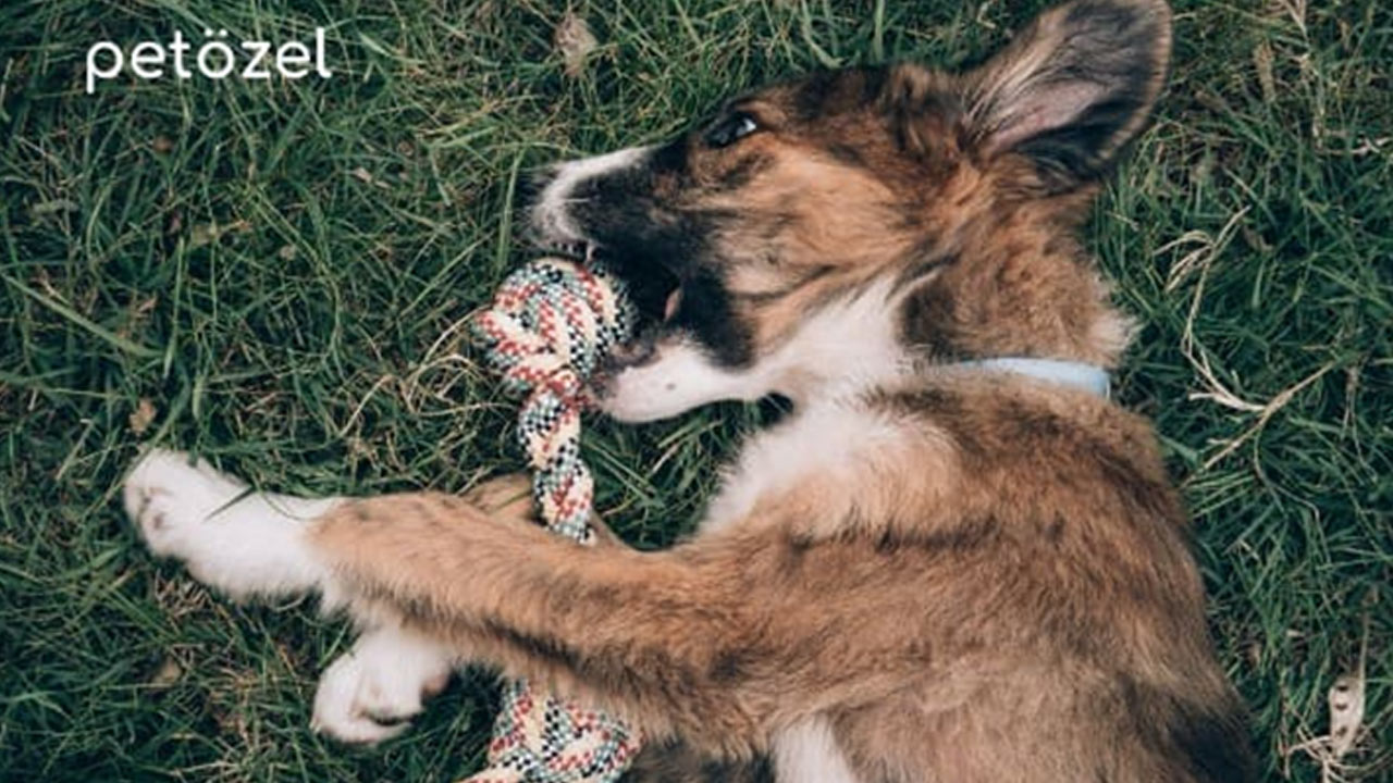 Petözel Ile Evcil Dostlarınızın Sağlığı Ve Mutluluğu Artıyor 5