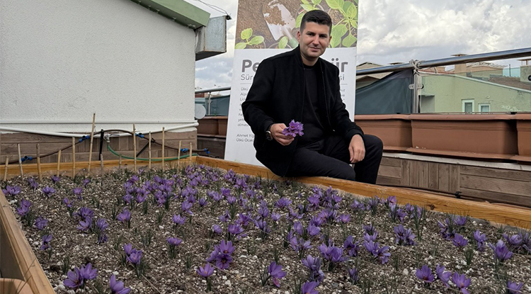 Ülkü Ocakları Genel Merkezi’nin Terasında Safran Hasadı 1