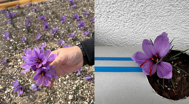 Ülkü Ocakları Genel Merkezi’nin Terasında Safran Hasadı 2