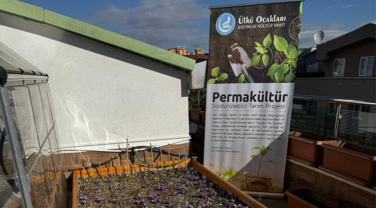 Ülkü Ocakları Genel Merkezi’nin Terasında Safran Hasadı 3