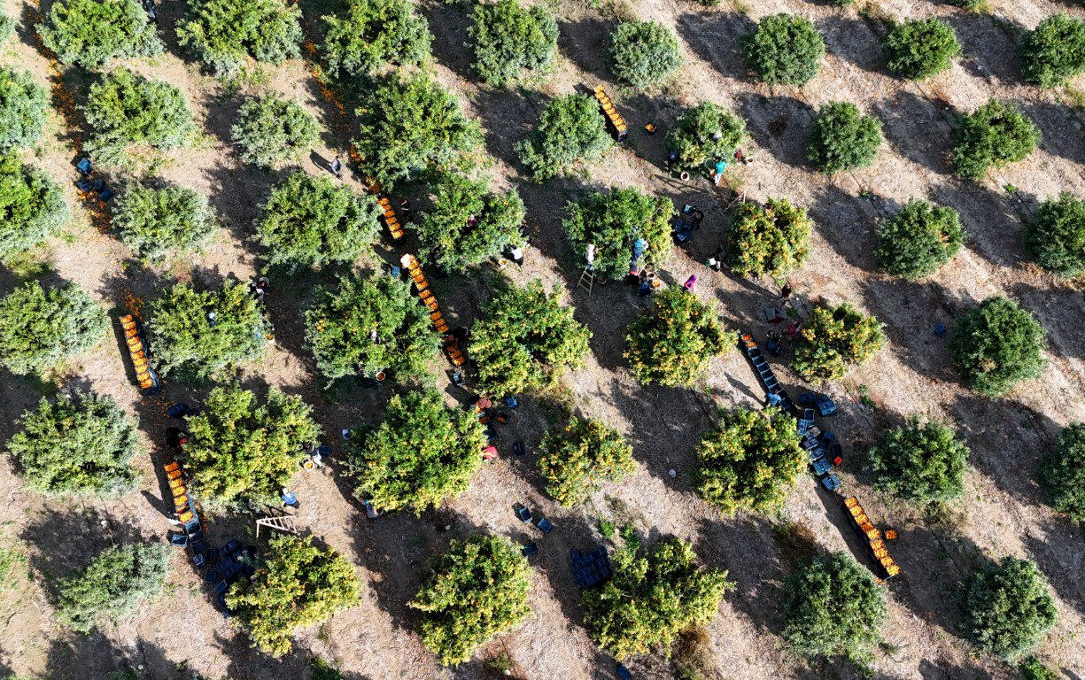 İşçiler Greve Gitti, Ürün Dalda Kaldı (1)