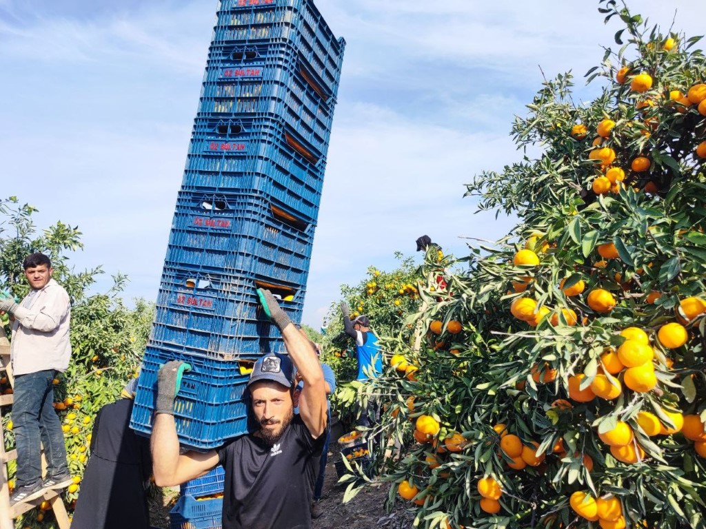 İşçiler Greve Gitti, Ürün Dalda Kaldı (7)