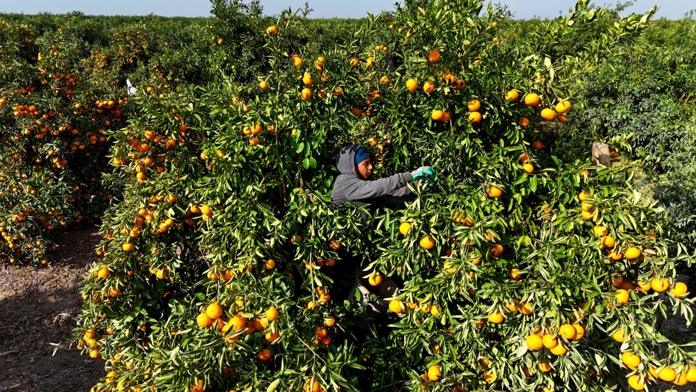 İşçiler Greve Gitti, Ürün Dalda Kaldı (8)