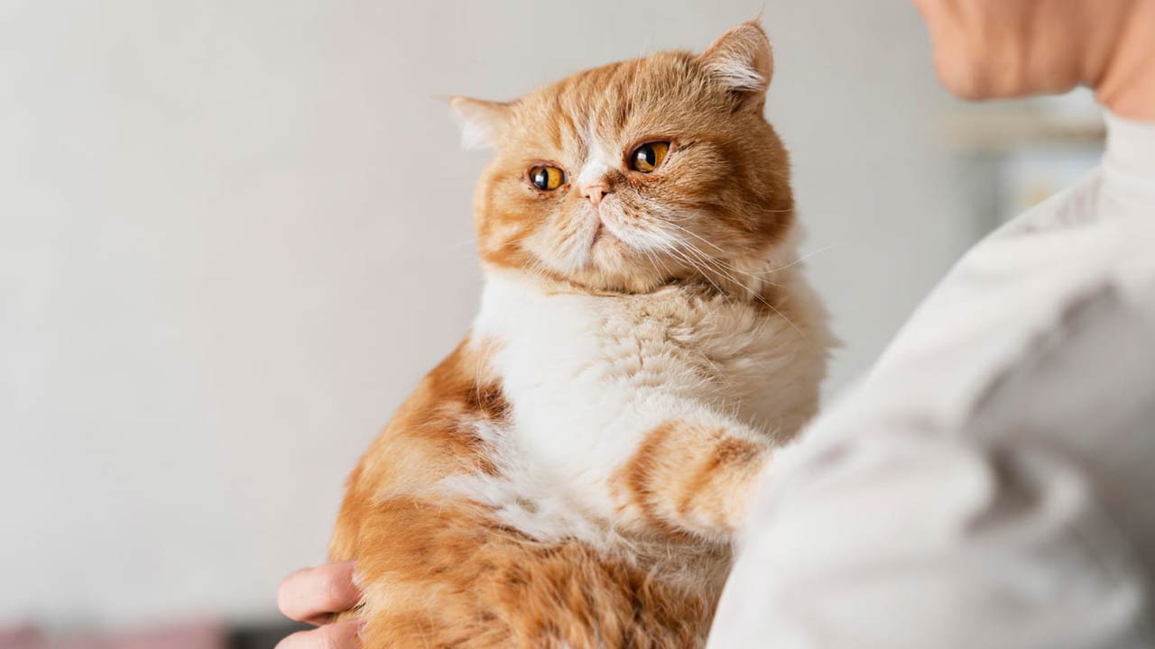 Kedilerin Böbrek Sağlığını Desteklemenin Yolları 2