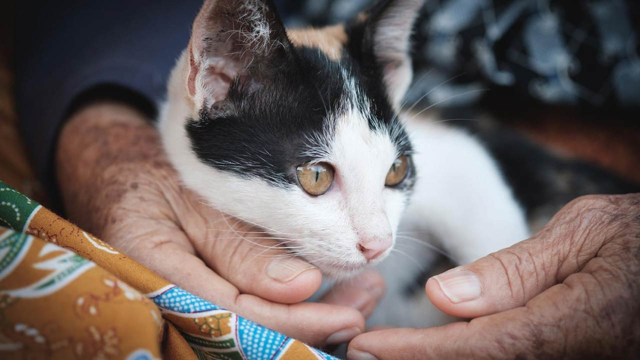 Kedilerin Böbrek Sağlığını Desteklemenin Yolları