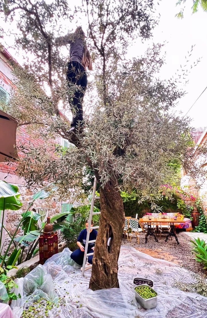 Oyuncu Burcu Biricik Zeytin Topladı