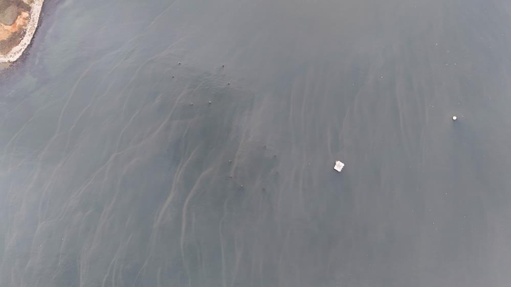 İski̇ Marmara Denizi'ne Lağım Akıtmaya Devam Ediyor4