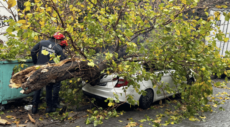 İstanbul’da Park Halindeki Aracın Üzerine Ağaç Devrildi1