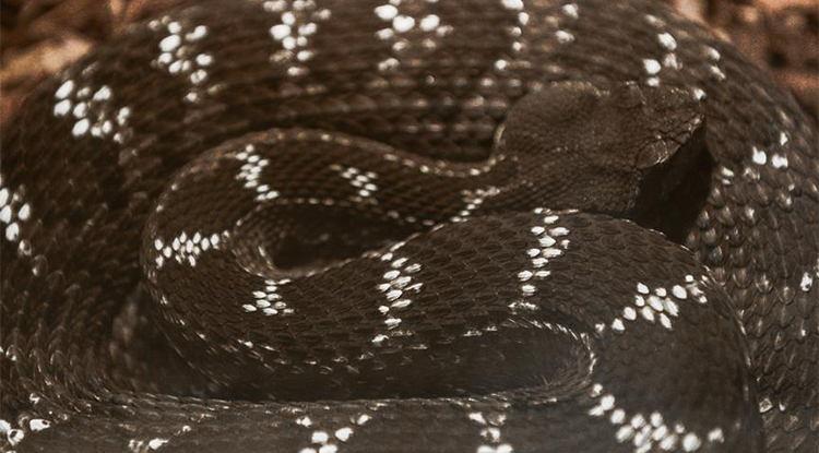 Rüyada Yılan Görmek Ne Anlama Gelir Rüyada Yılan Tarafından Isırılmak Neye Işarettir 1