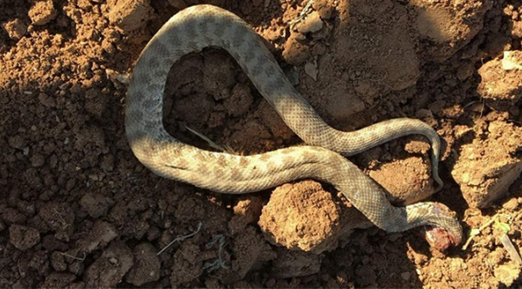 Rüyada Yılan Görmek Ne Anlama Gelir Rüyada Yılan Tarafından Isırılmak Neye Işarettir 2