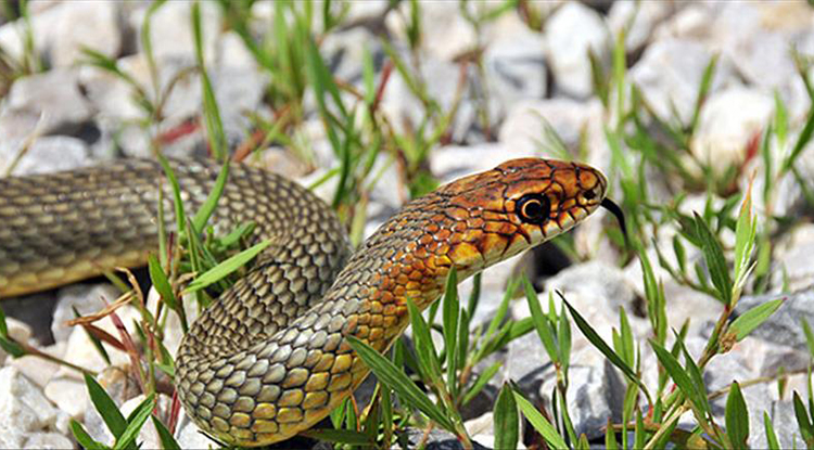 Rüyada Yılan Görmek Ne Anlama Gelir Rüyada Yılan Tarafından Isırılmak Neye Işarettir 3