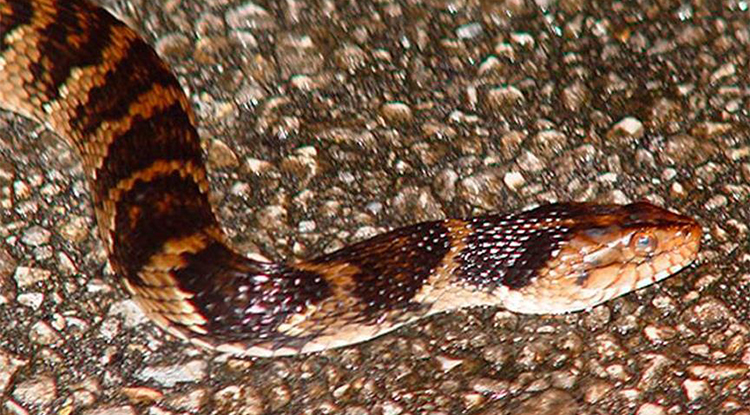 Rüyada Yılan Görmek Ne Anlama Gelir Rüyada Yılan Tarafından Isırılmak Neye Işarettir 4