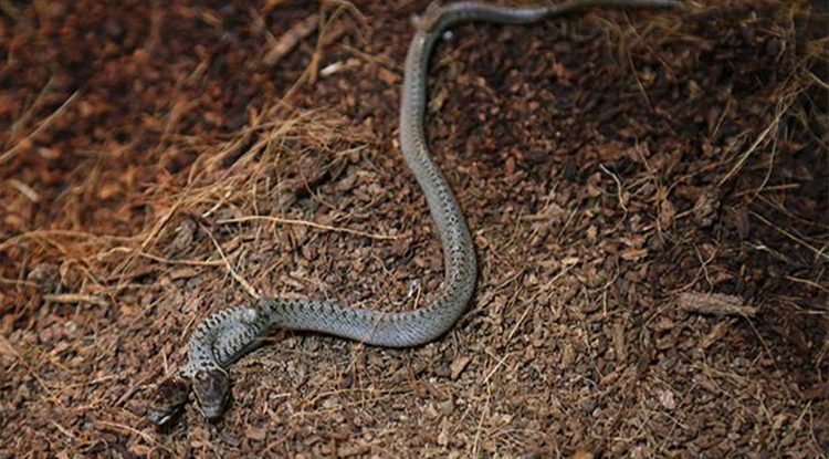 Rüyada Yılan Görmek Ne Anlama Gelir Rüyada Yılan Tarafından Isırılmak Neye Işarettir 6