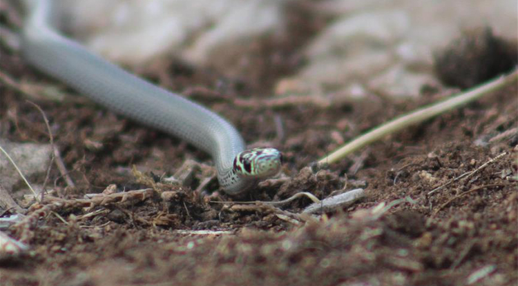Rüyada Yılan Görmek Ne Anlama Gelir Rüyada Yılan Tarafından Isırılmak Neye Işarettir 7