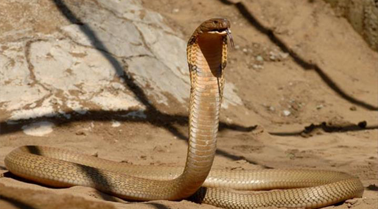 Rüyada Yılan Görmek Ne Anlama Gelir Rüyada Yılan Tarafından Isırılmak Neye Işarettir