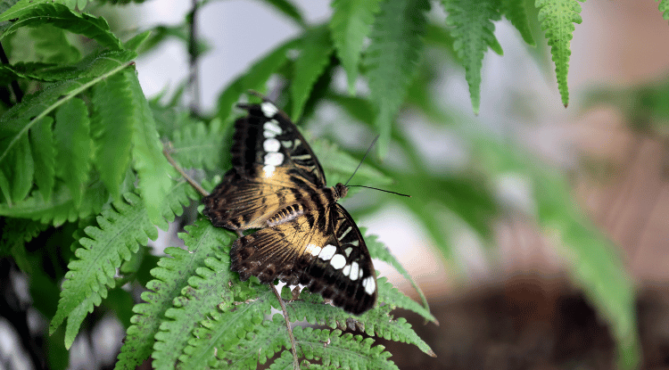 Şebiarus Ziyaretçileri Kelebeklerin Tropikal Dünyasını Da Keşfedecek1