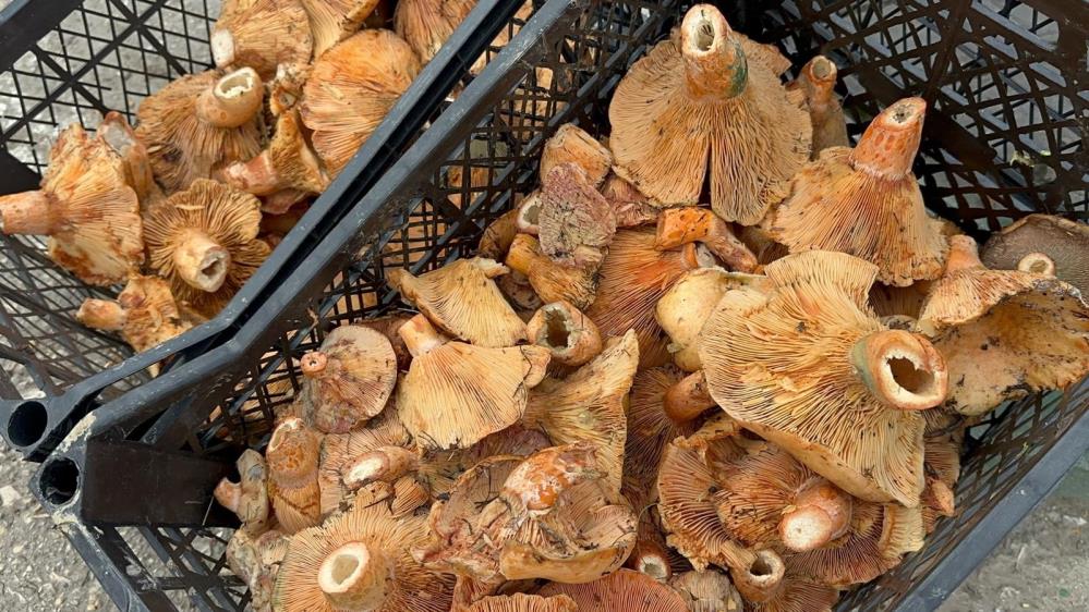 Yağmur Yağdı, Fiyatı 100 Liraya Düştü!