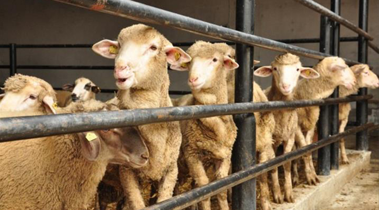 2026 Kurban Bayramı Ne Zaman 2