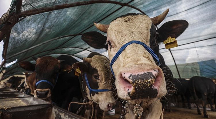 2026 Kurban Bayramı Ne Zaman