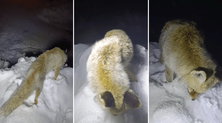 Hakkari’de Tilki Ayakta Dondu1