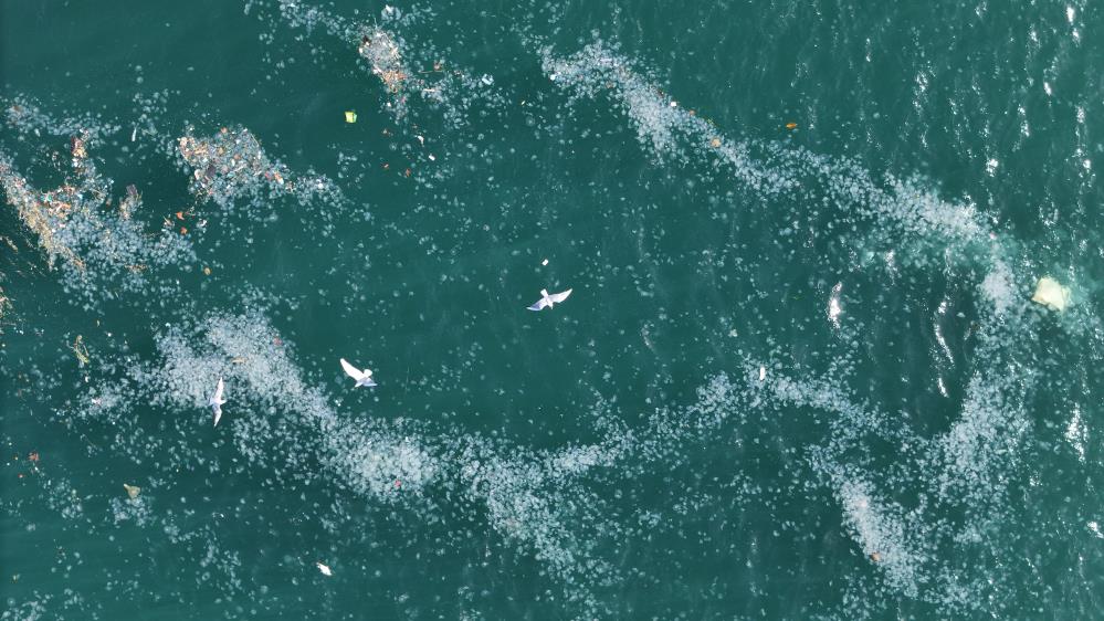 Boğaz’da Kirlilik Denizanasını Yüzeye Çıkardı2