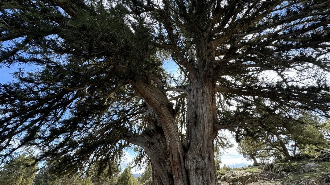 Karaman'da 1931 yaşındaki anıt ağaç asırlara meydan okuyor