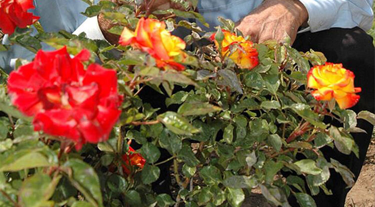 2026 Hıdırellez Ne Zaman 2